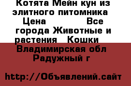 Котята Мейн-кун из элитного питомника › Цена ­ 20 000 - Все города Животные и растения » Кошки   . Владимирская обл.,Радужный г.